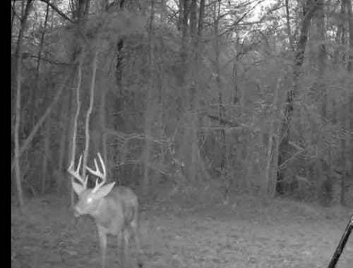 Wertet jede Wildkamera auf