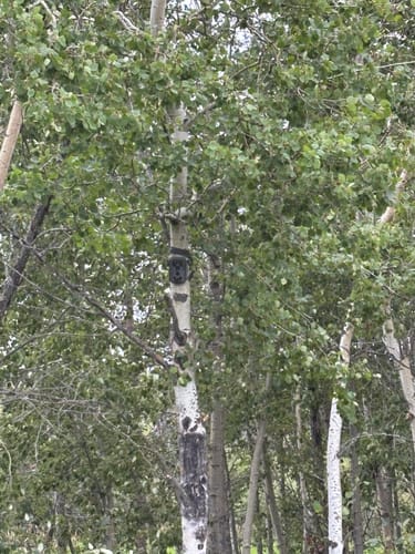 Perfekt für den Wald